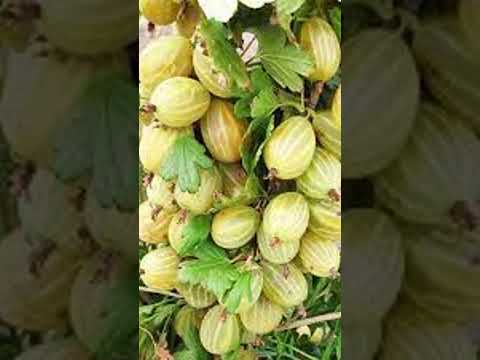 Video: Gooseberry 