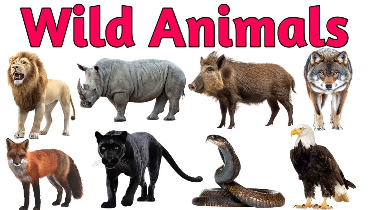 Wild Animals Names | जंगली जानवरों के नाम | Jungle Animals in Hindi & English