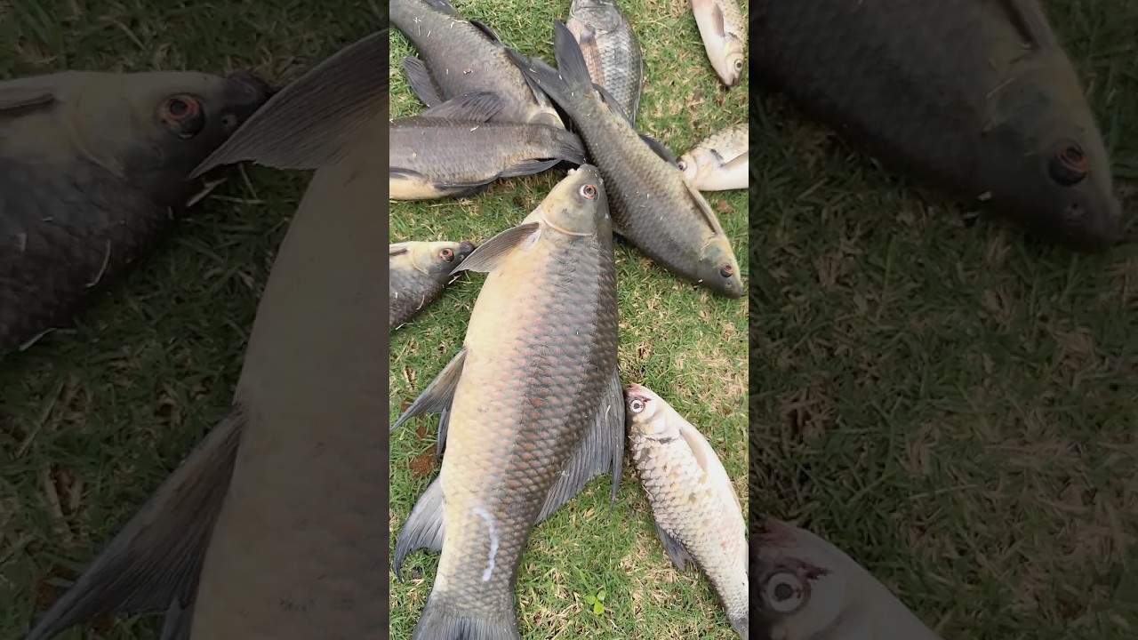 Big fish hunting on dam in Telugu￼ | rohu fishing | fish videos fish. 