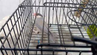 Pastel Fawn working java,,,, pastel java 0300-9262120