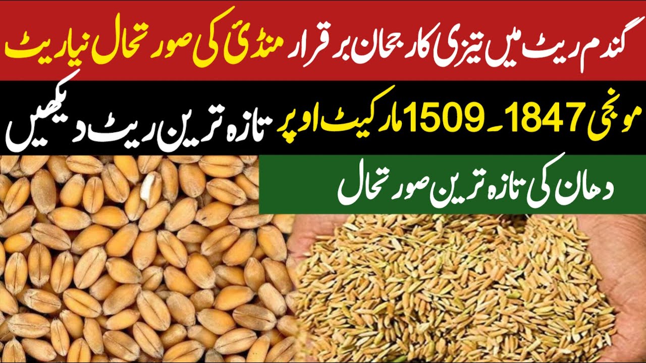 Wheat price today in pakistan/makki rate today/monji rate today 2024 ...
