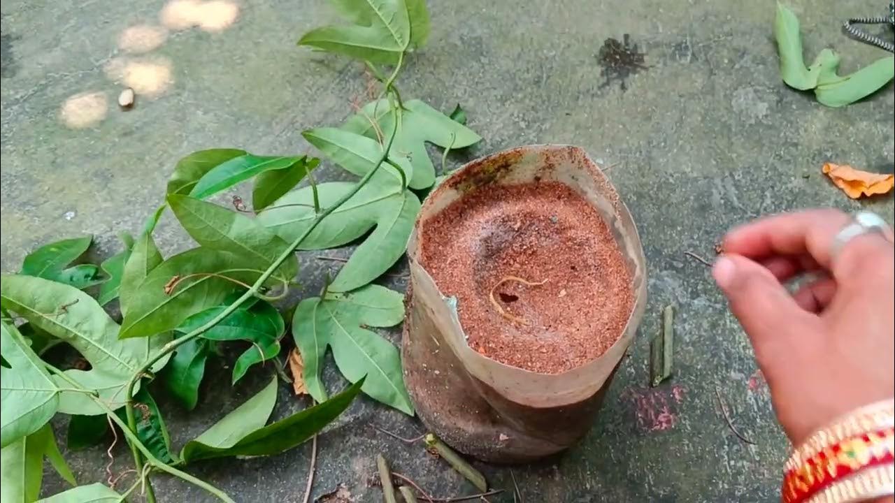 How to grow Krishna Kamal plant Cutting beautiful flowers update plant☘️🌿 YouTube