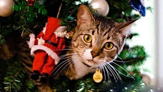 Почему коты любят елки?  Why do cats like a Christmas tree?