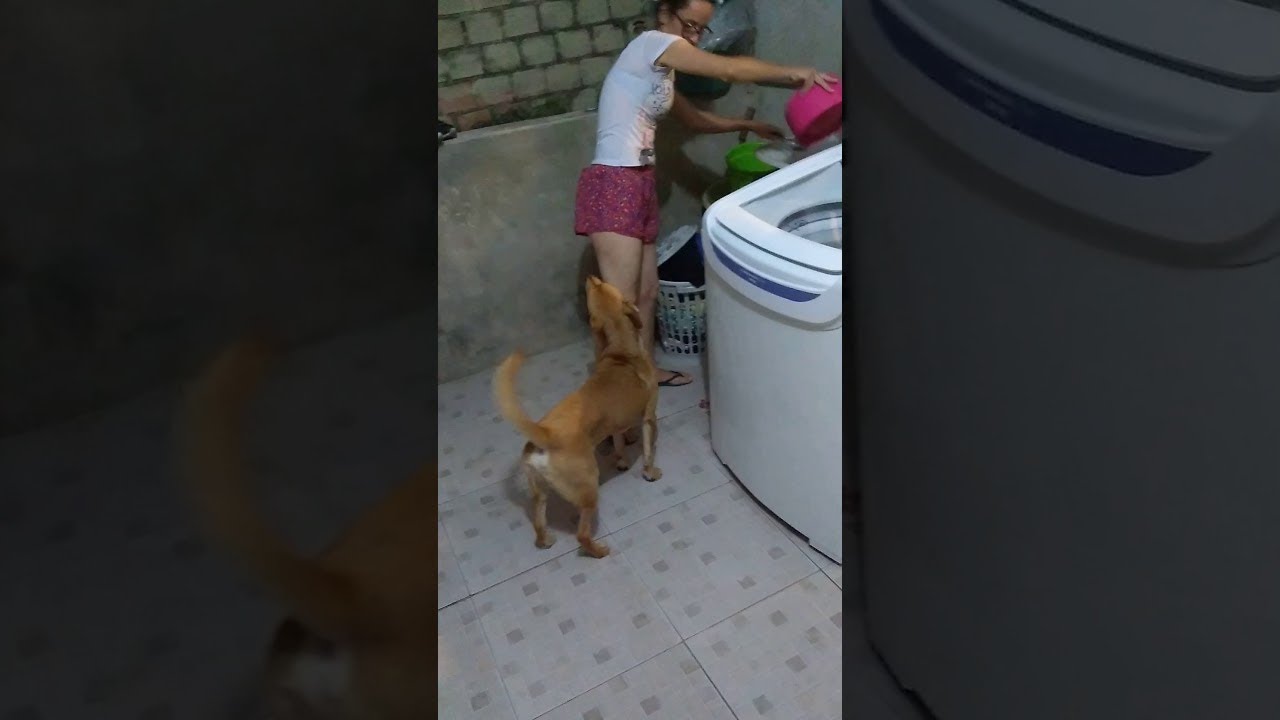 Dog Begging for Food || ViralHog