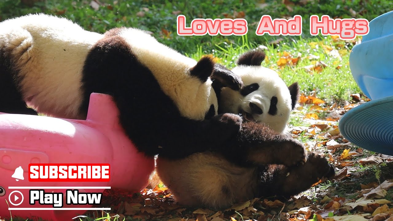 パンダLOVE Panda's Way Of Showing Love To The Bestie | iPanda - YouTube