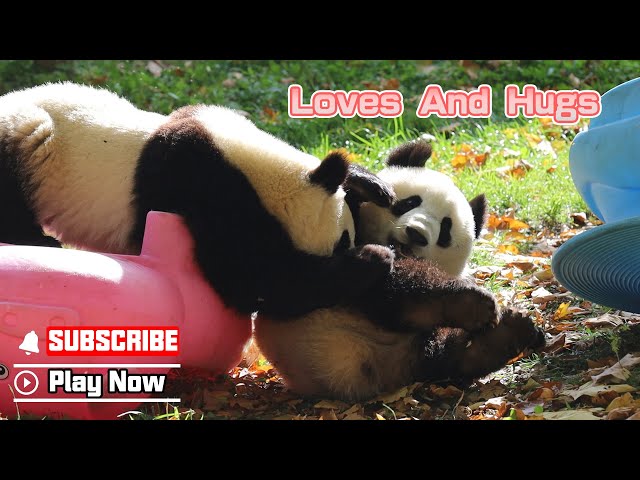 Panda's Way Of Showing Love To The Bestie | iPanda - YouTube