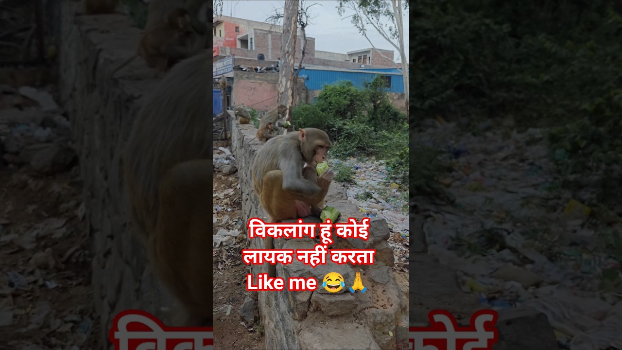 3066 Handicap🥵Monkey Feed 