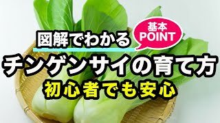 チンゲンサイ 別名 体菜 の育て方 カインズ野菜図鑑 Youtube