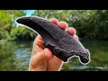 We Found an EXTINCT Ground Sloth CLAW in the River While Fossil Hunting in Florida!
