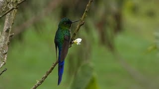 Long-tailed Sylph | Aglaiocercus Kingii | Cometa Verdiazul | Hummingbirds