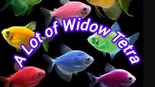 Widow Tetra Fish.#aquariumfishfish #aquarium #catfish #fishtank #oscar #sindhuaquacreation.