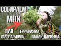 Как собирать мох для террариума или флорариума?