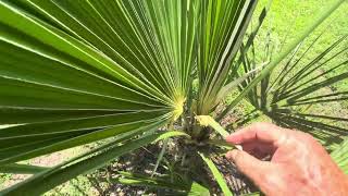 How Hardy Are Windmill Palms? 