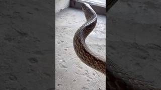 Mere Munne Bhool Na Jana Tu Apna Farj Nibhana #snakevideo @P@Panchal_Ji_Snake_Expertshorts