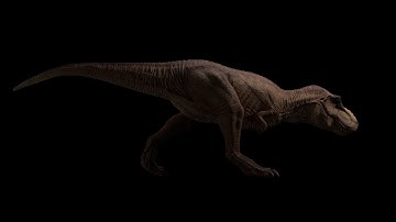 Tyrannosaurus Rex walk animation