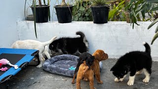 Labra lab Husky french mastiff Min pin Puppies for Sale #breeder #dogkennel by Doggyz World 3,603 views 2 months ago 3 minutes, 24 seconds