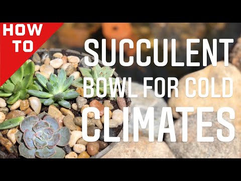 Wideo: Soczyste ogrodnictwo w zimnym klimacie: kiedy sadzić sukulenty w zimnym klimacie