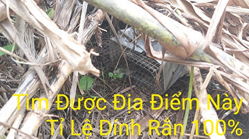 Video Tổng hợp Hai Ngày Chia Sẽ Cách Đặt Bẫy Rắn Hiệu Quả Nhất Của Long Bẫy Rắn Tiền Giang