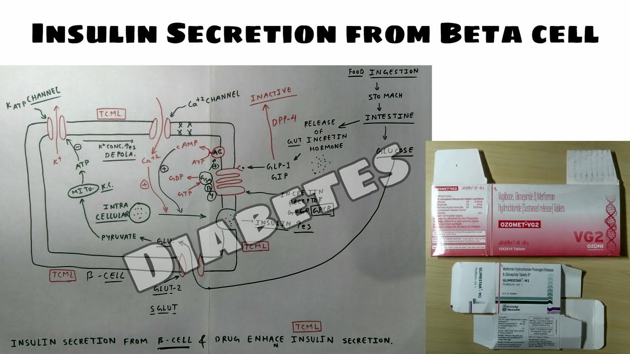 Diabetes | Insulin Secretion from Beta cells and Drug increase insulin ...