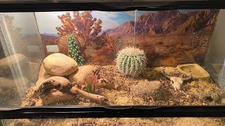 Red Bullsnake Feeding And Setup Video