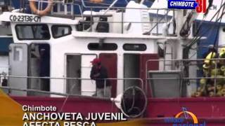 Chimbote: Alta presencia de anchoveta juvenil perjudica a pescadores artesanales