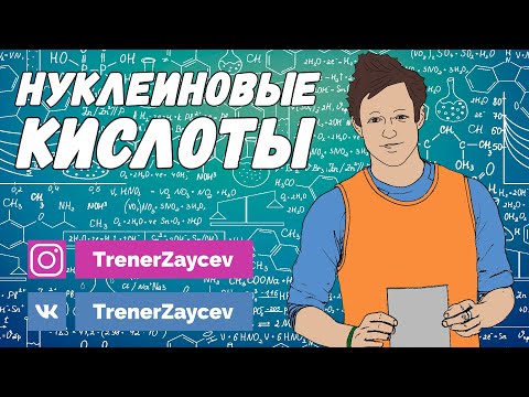 08. Нуклеиновые кислоты