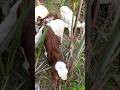 Goat farming, goat kids, goat simulator, goat 🐐🐐🐐 #cows #goatfarming #goat
