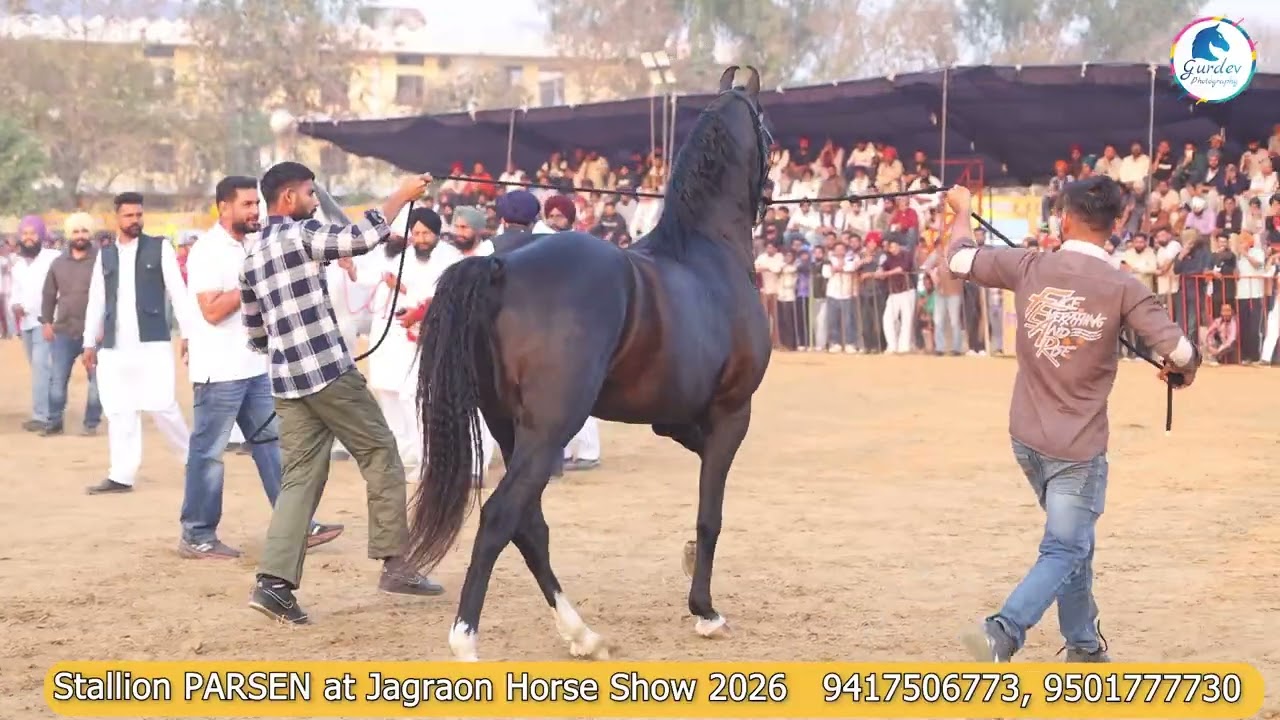 Stallion PARSEN in Display Ring at Jagraon Horse show 2026