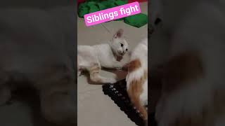 Who else fights like this with siblings, love unlimited #familydrama #love #smile #siblings #kitten