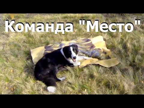 88. Команда "Место" Как научить собаку команде "Место"