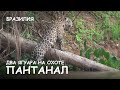 Мир Приключений - Два ягуара на охоте. Пантанал. Бразилия. The two jaguars on the hunt. Pantanal.