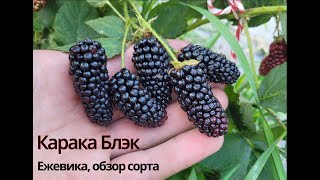 Карака Блэк. Стоит ли приручать колючки?