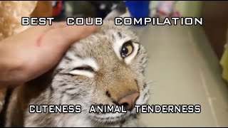 Best Coub Compilation#1 cute animals