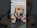 wait for end 😲🤣 ll Labrador puppy 😍🥰🤣 #youtubeshorts #pets #youtubeshorts #minivlog #viralvideo #pet
