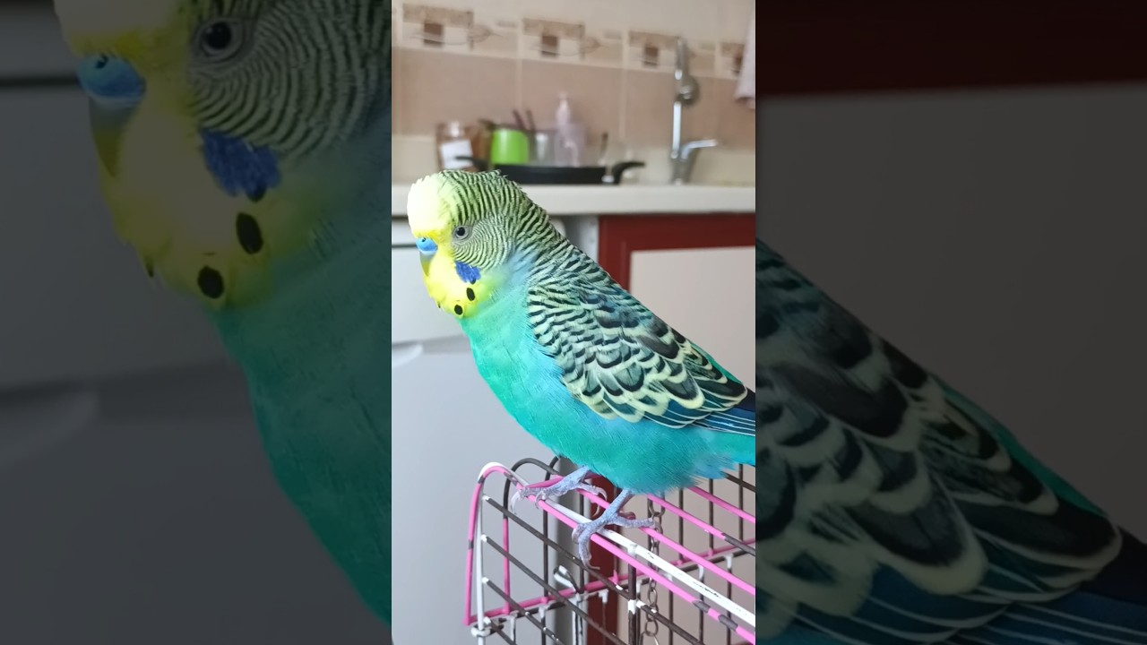 Sabah Sohbeti 😊 #muhabbetkuşu #birds #muhabbetkuslari #muhabbetkuşufıstık #kuslar #parrot #budgey