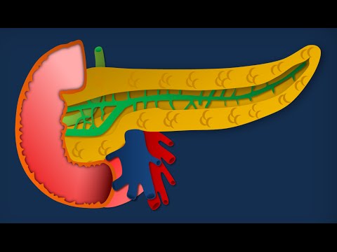 Video: Pancreas - Pancreas - Funzioni