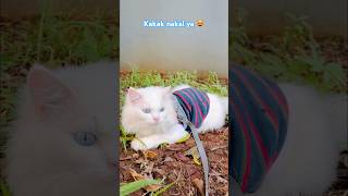 Nanti Mommy jewer kuping kakak ya🤭 #kucinglucu #kucing #kucingimut #cat #cutecat #catvideos #shorts