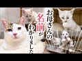 ずっと「お母ちゃん」と呼んでいた猫の本当の名前。