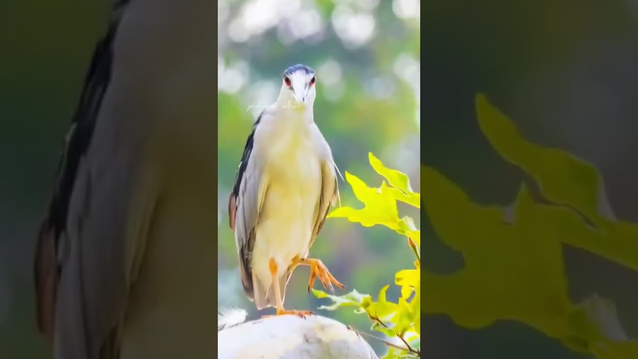 world level image capture 