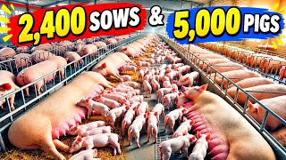 Privire uluitoare în interiorul unei ferme gigantice de porci | 2.400 de scroafe și 5.000 de porci