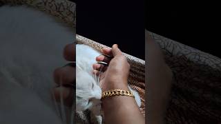 Download Lagu ival aalu kollamallo🔥🥰❤️💋#shorts #youtubeshorts #viral #youtube #shortsfeed MP3