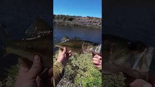 Florida Backwater Canals are FULL OF FISH #bassfishing  #fishing #fishingtips #tilapiafishing