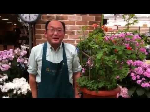 つるバラの育て方 日常管理 花後の剪定 Youtube