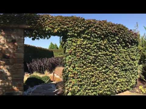 Прогулка по питомнику декоративных растений «Розовый сад»