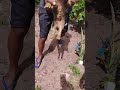 dando injeção no porcos