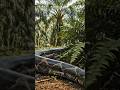 Terekam kamera⁉️⁉️penampakan piton besar di perkebunan sawit, selalu waspada..!! #wildlife #phyton