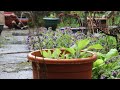 Rainy days Spring 2025
