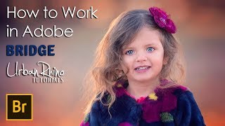 How to Work in Adobe Bridge screenshot 2