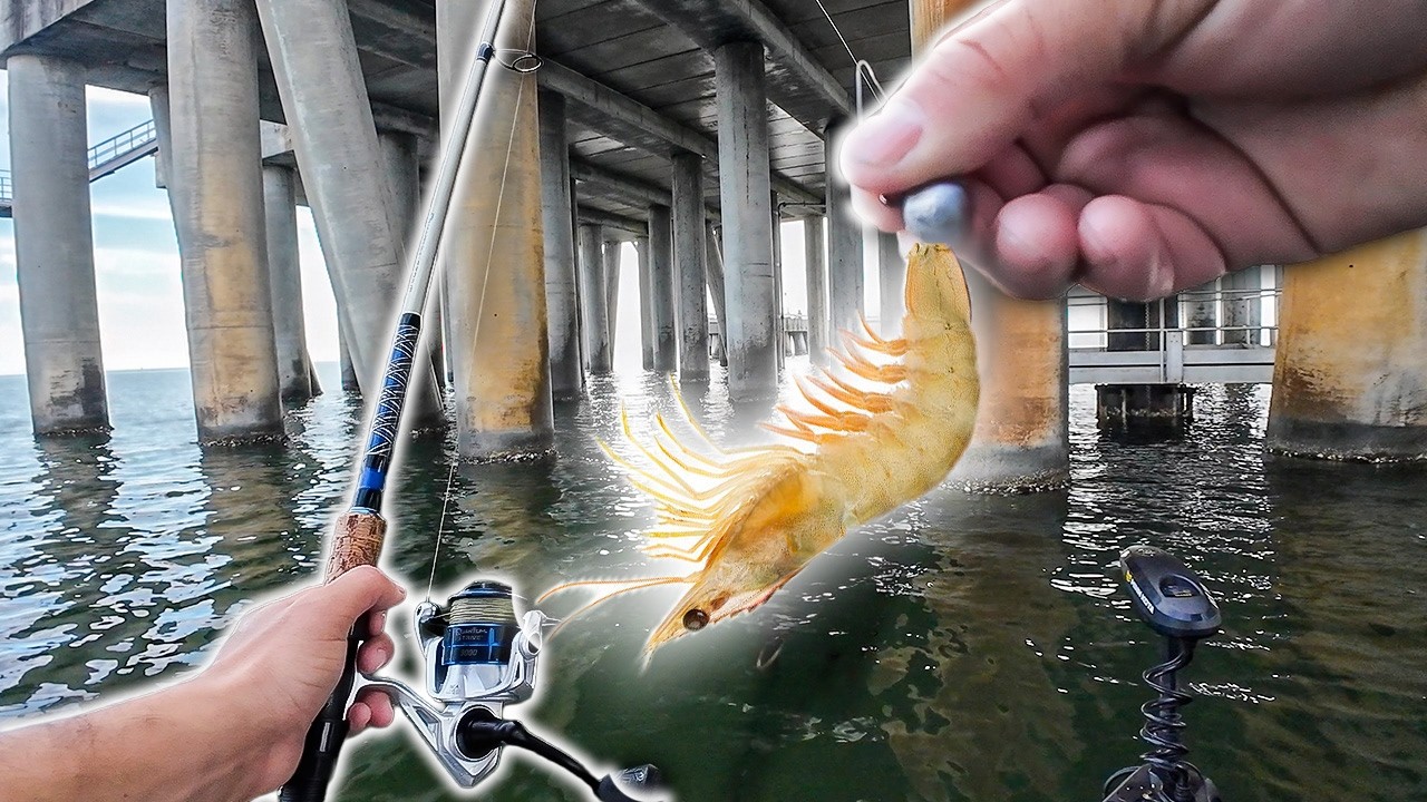 Sacando Pez Gigante Con Camarón vivo Debajo De Puente