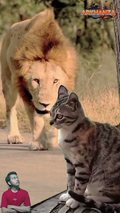 SINGA MENGAUM KAGETKAN SEEKOR KUCING! #animals #shorts